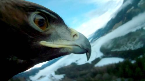 Fascinating pictures:  an eagle flies down the kulm ski flying hill