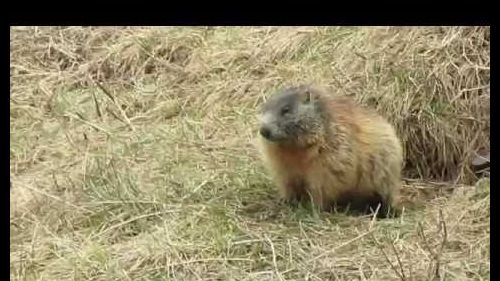 le marmotte viste sopra il pordoi - marmots over the pordoi dolomites