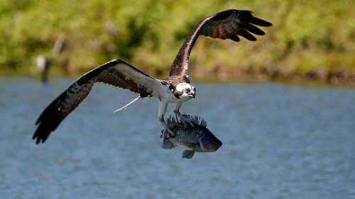 La riduzione delle dimensioni dei bersagli? Un pesce d'aprile!