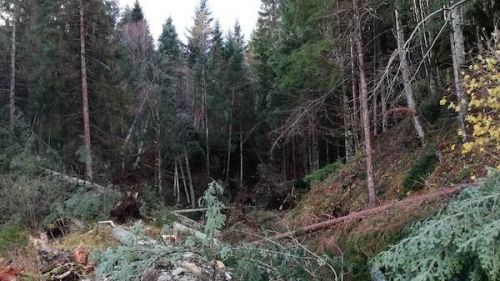 Il maltempo dei giorni scorsi ha colpito anche la zona di Forni Avoltri: tutte le foto esclusive che testimoniano la devastazione nella zona della Carnia Arena